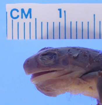 Media type: image; Herpetology A-2149